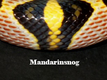 Mandarinsnog